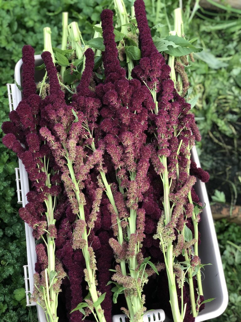 Growing season 2023 and more